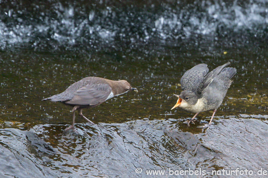 Wasseramsel