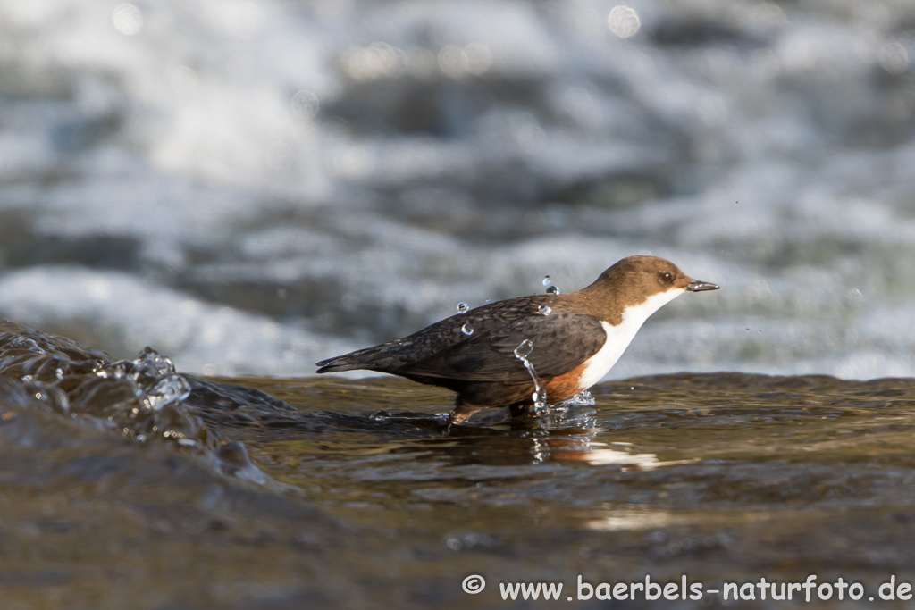 Wasseramsel