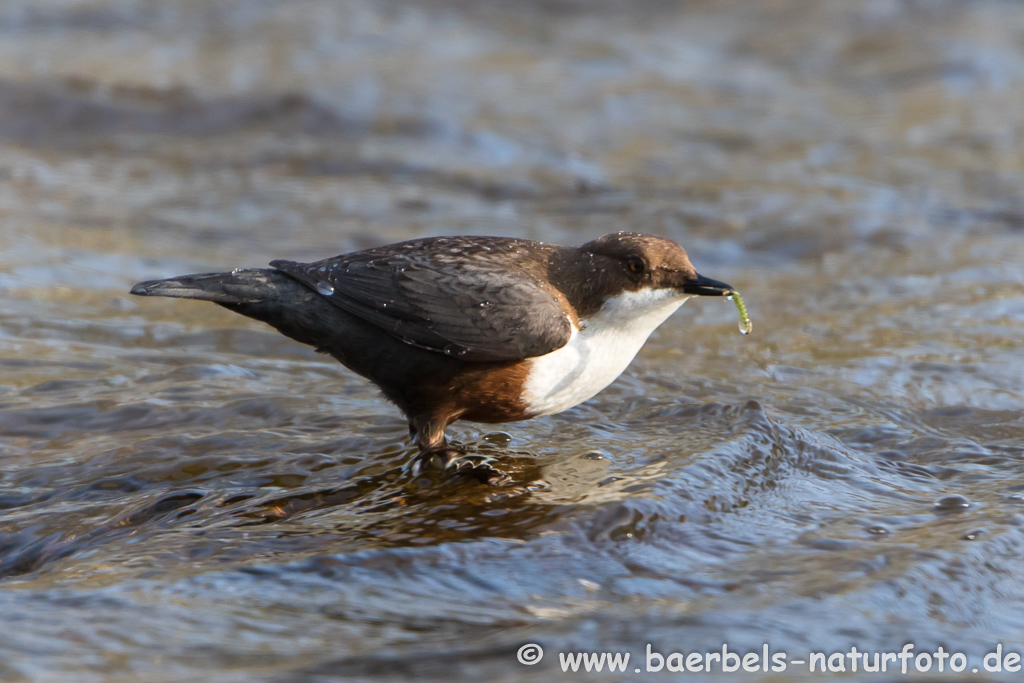 Wasseramsel