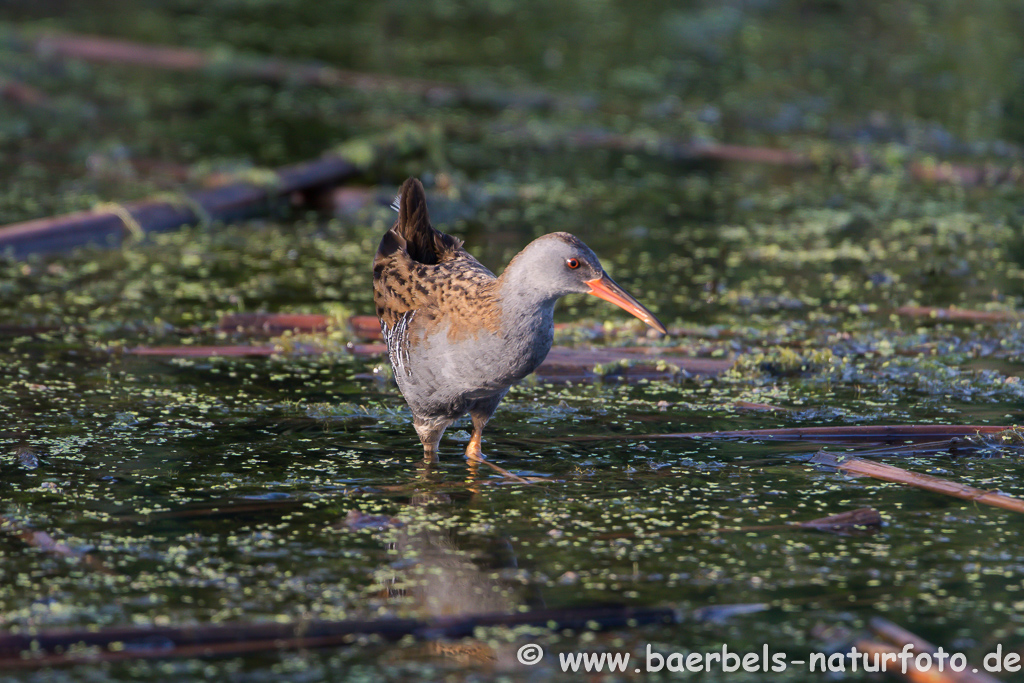 Wasserralle