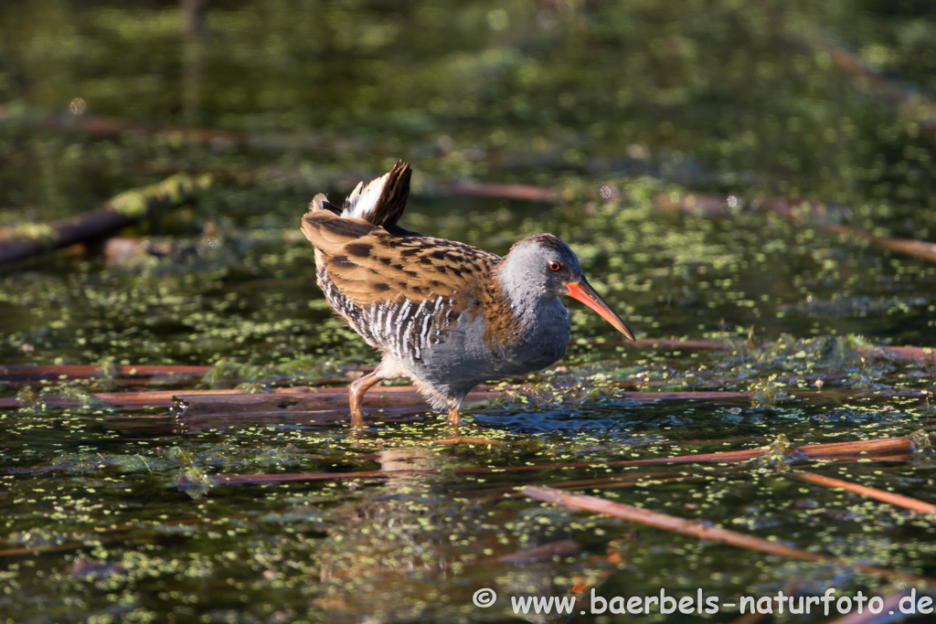 Wasserralle