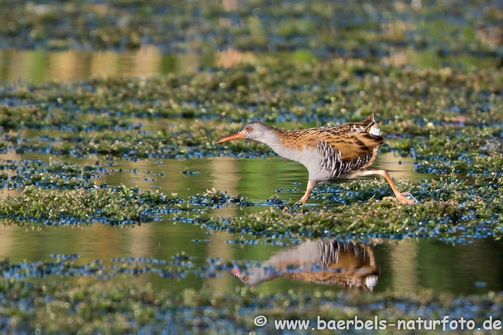 Wasserralle