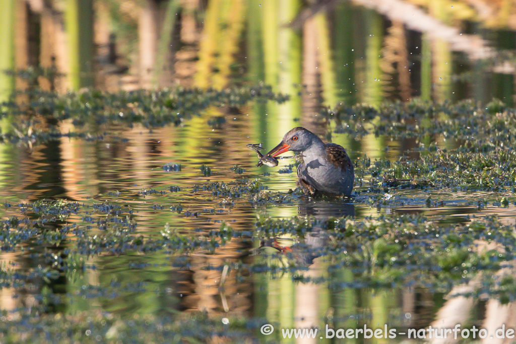 Wasserralle