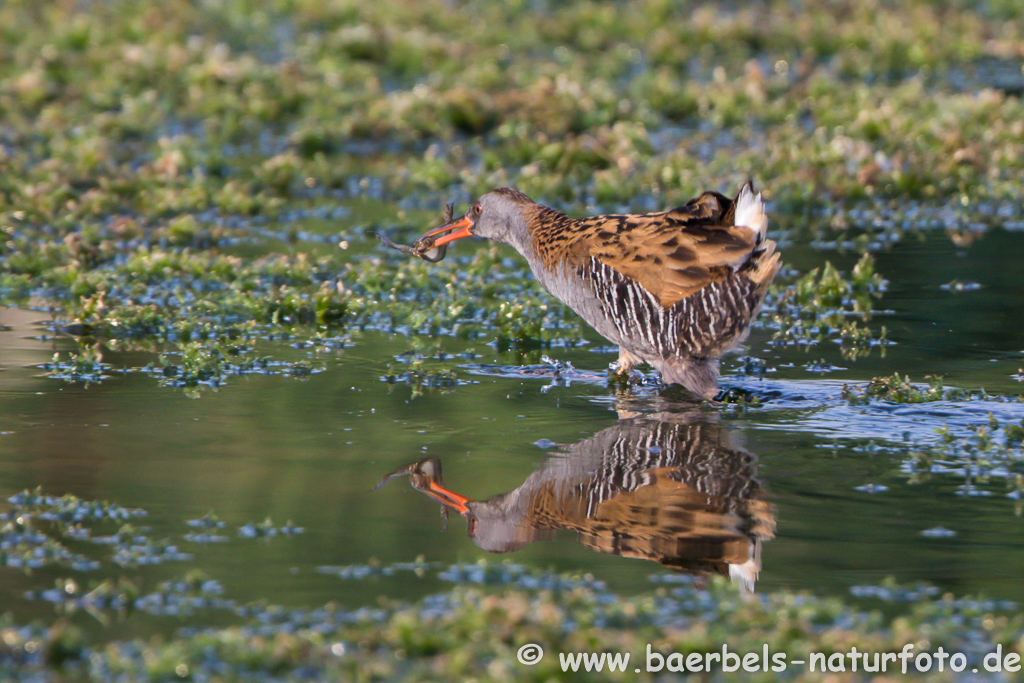 Wasserralle