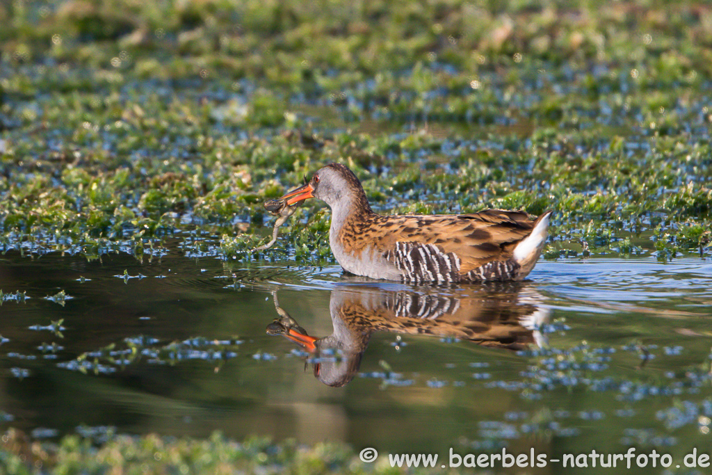 Wasserralle