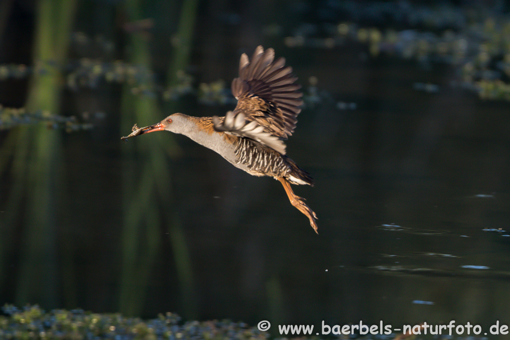 Wasserralle