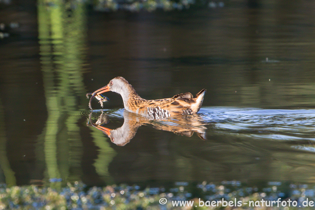 Wasserralle