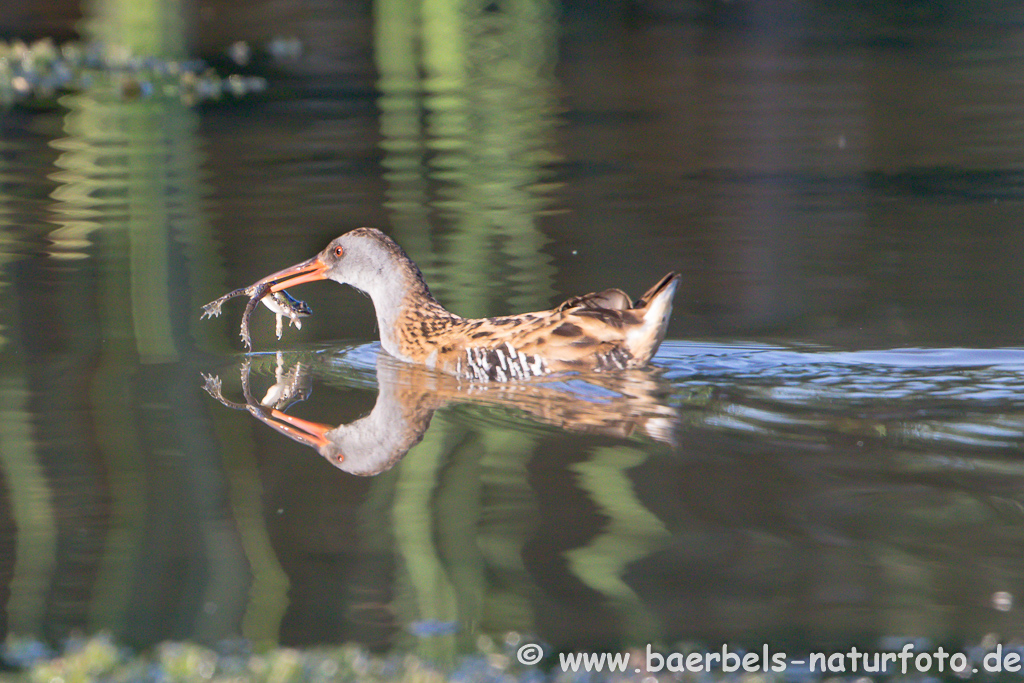 Wasserralle