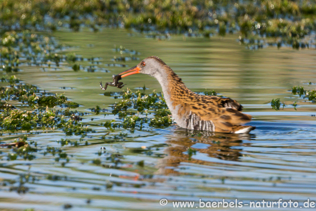 Wasserralle