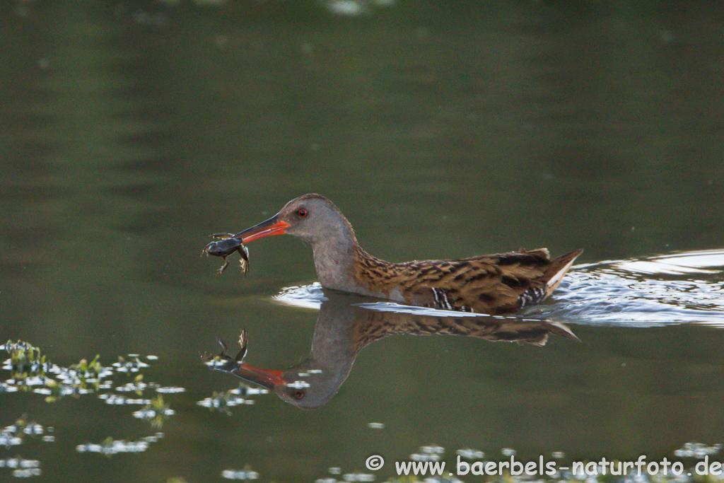 Wasserralle