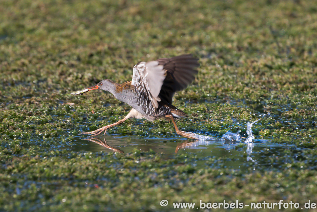 Wasserralle