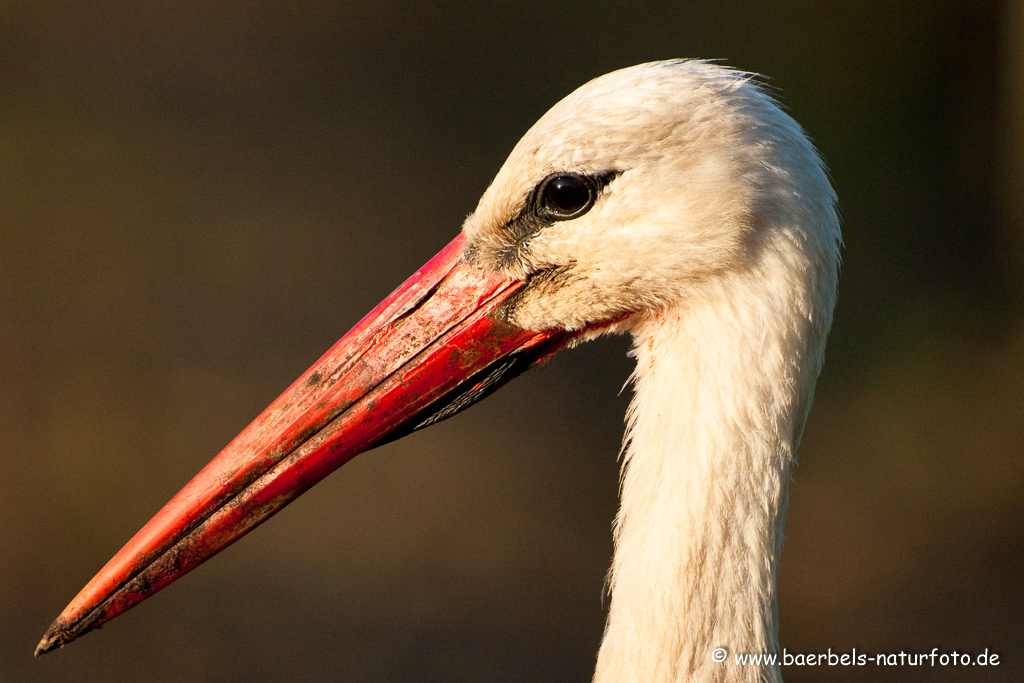 Weissstorch