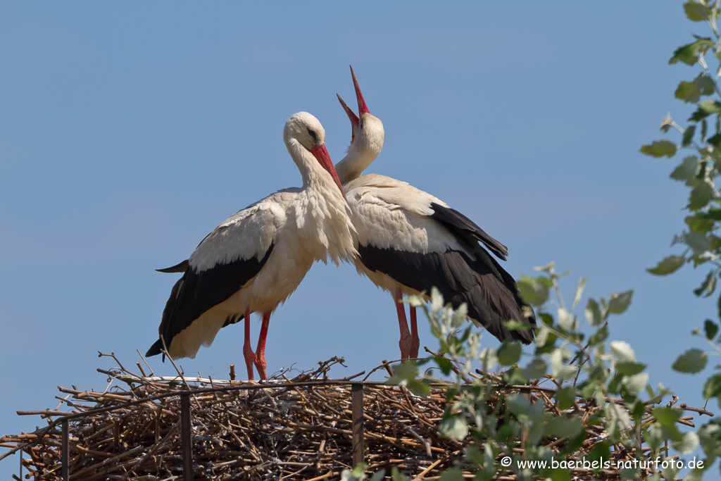 Weissstorch