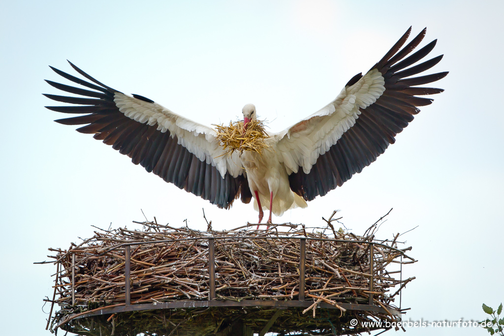 Weissstorch