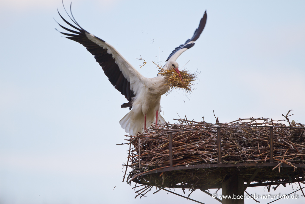 Weissstorch