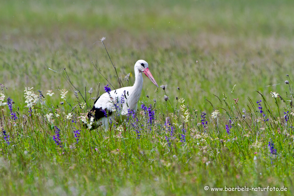 Weissstorch