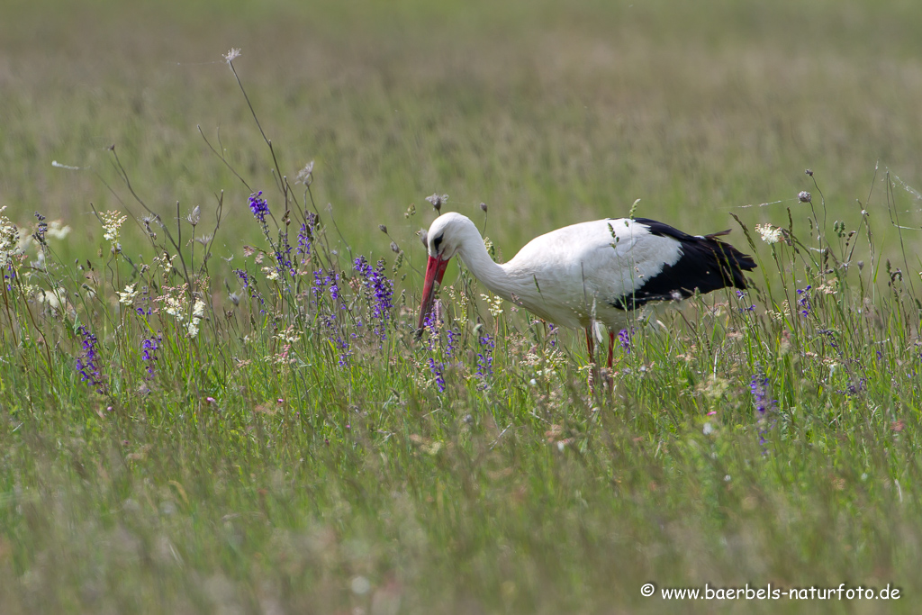 Weissstorch