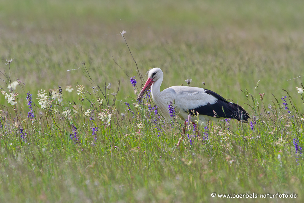 Weissstorch