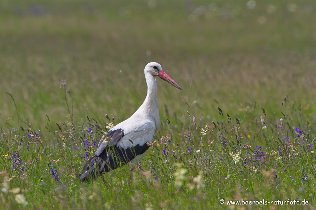 Weissstorch