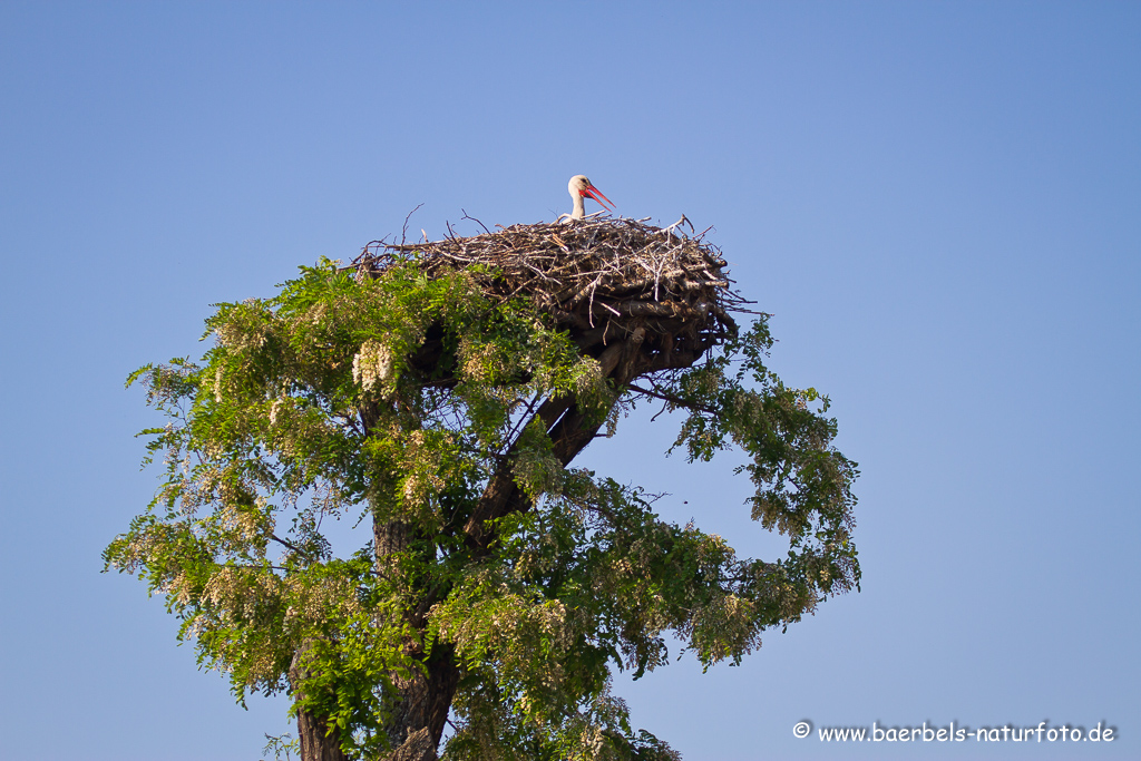 Weissstorch