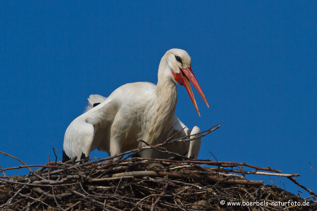 Weissstorch