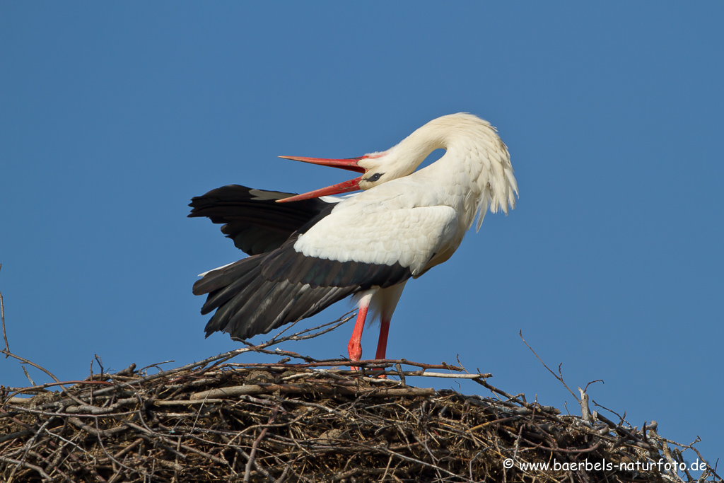 Weissstorch