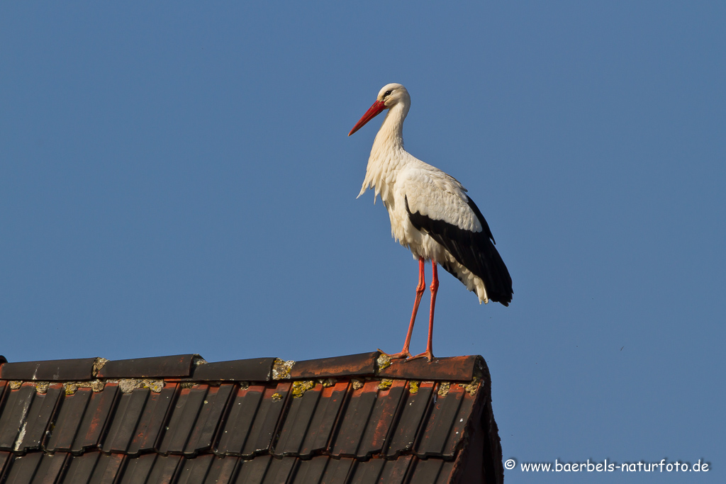 Weissstorch