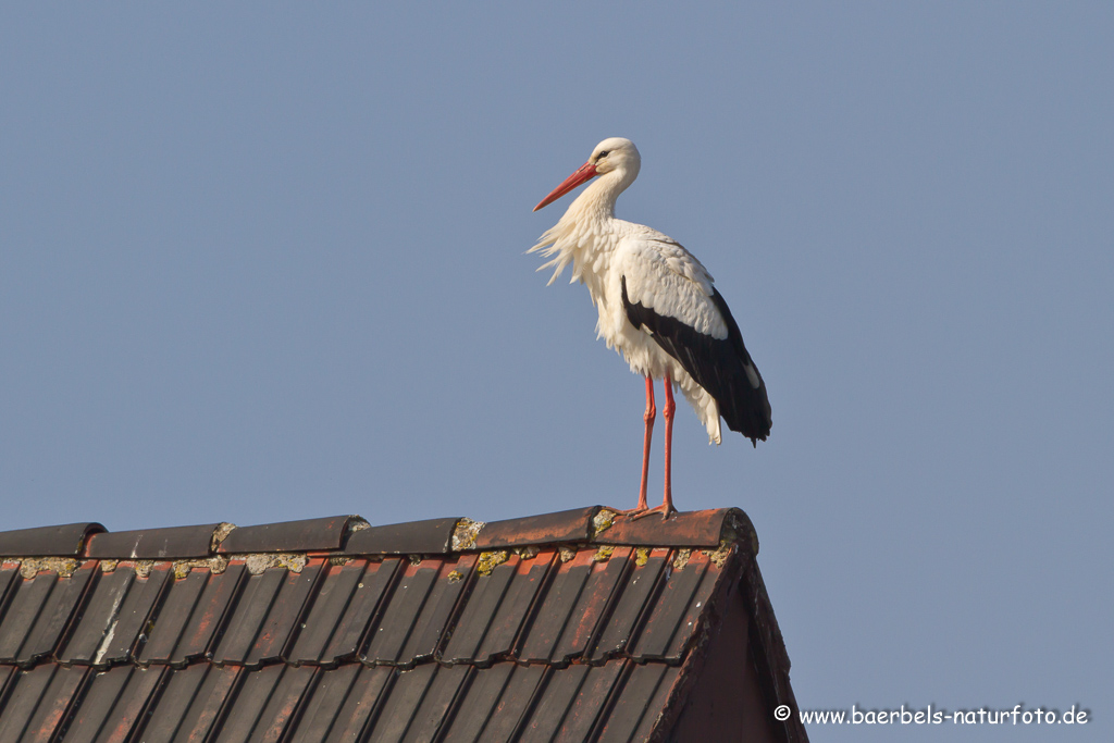 Weissstorch