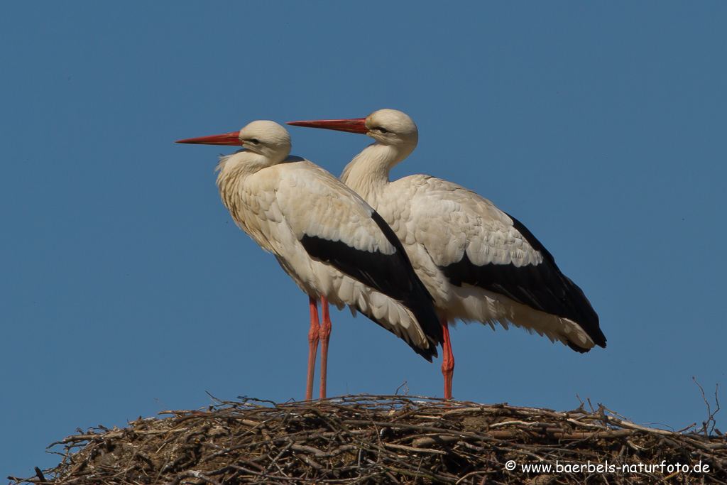 Weissstorch