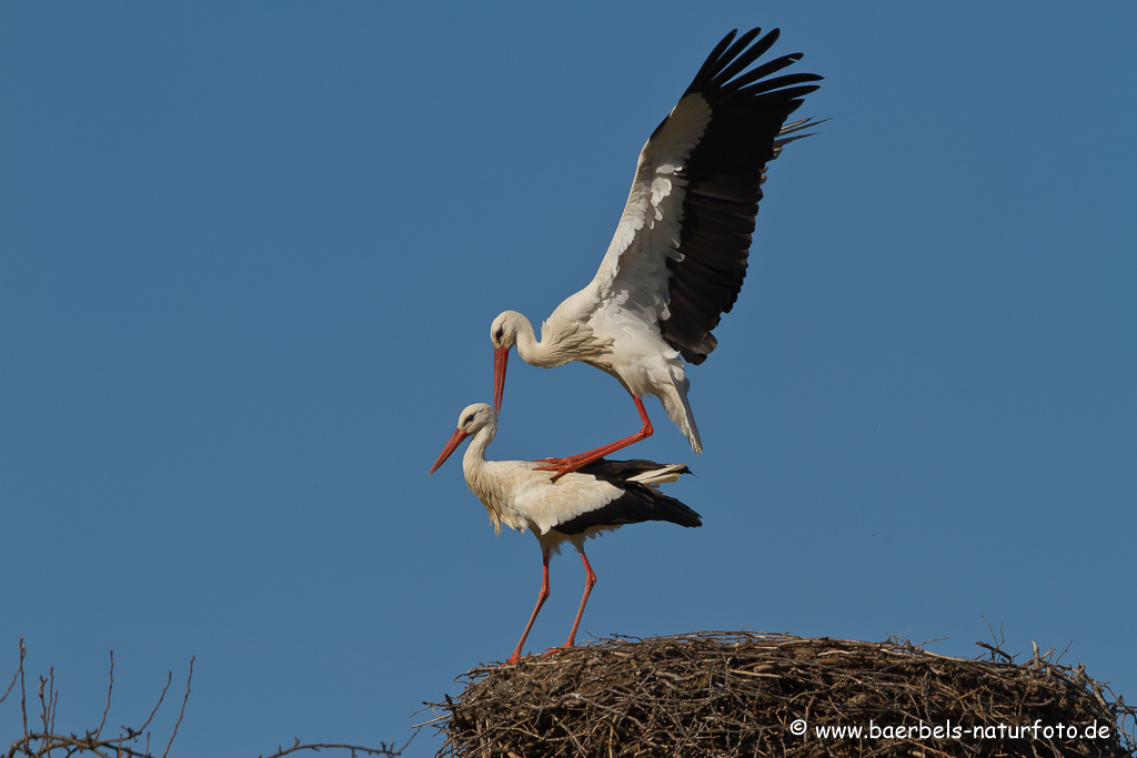 Weissstorch