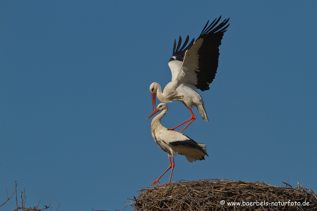 Weissstorch