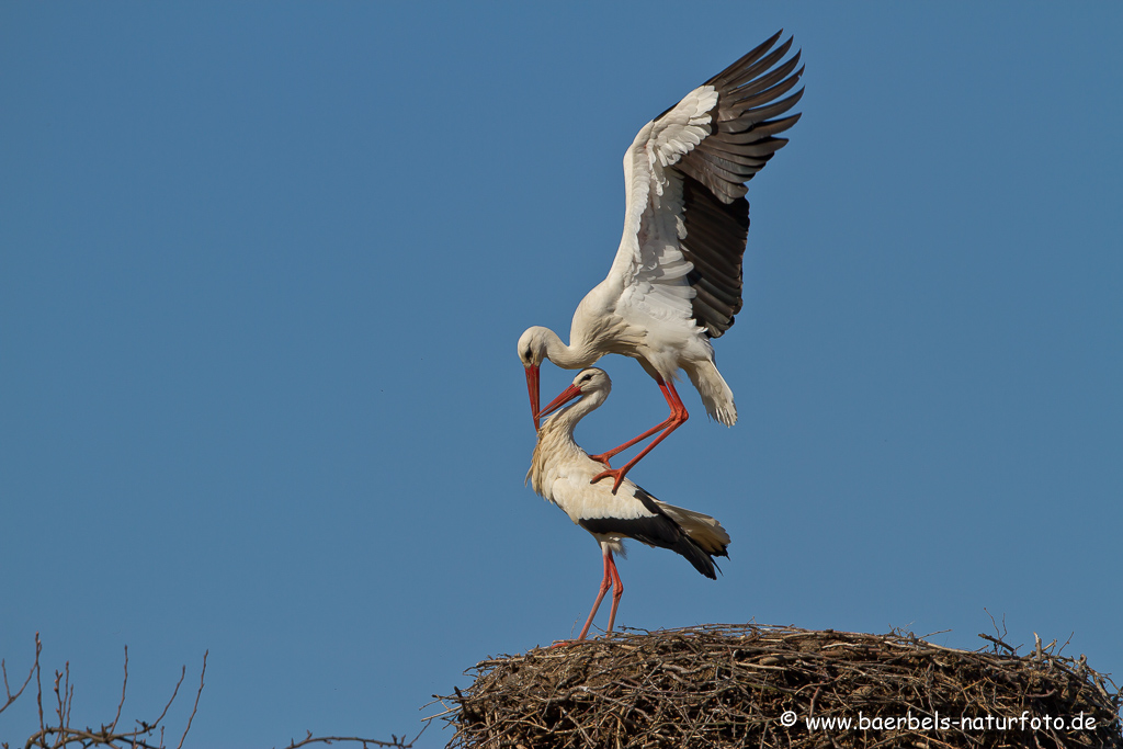 Weissstorch