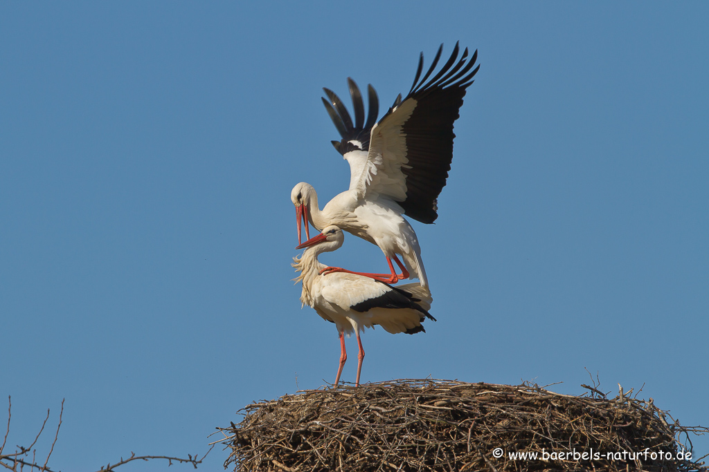 Weissstorch