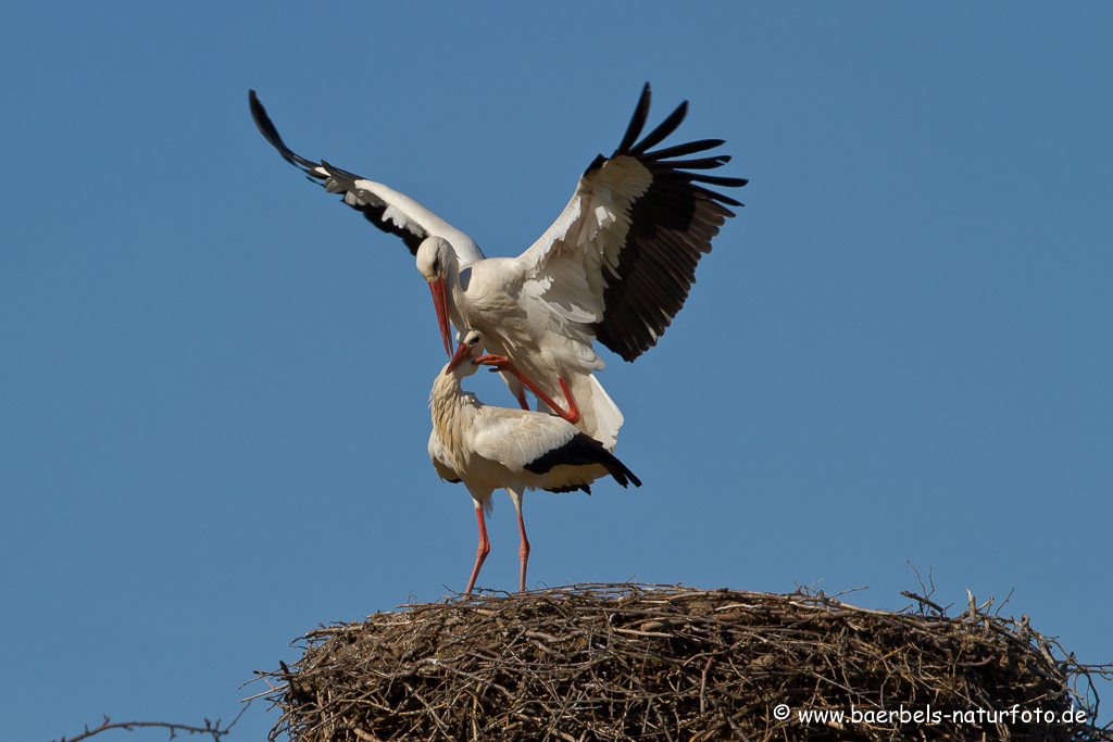 Weissstorch