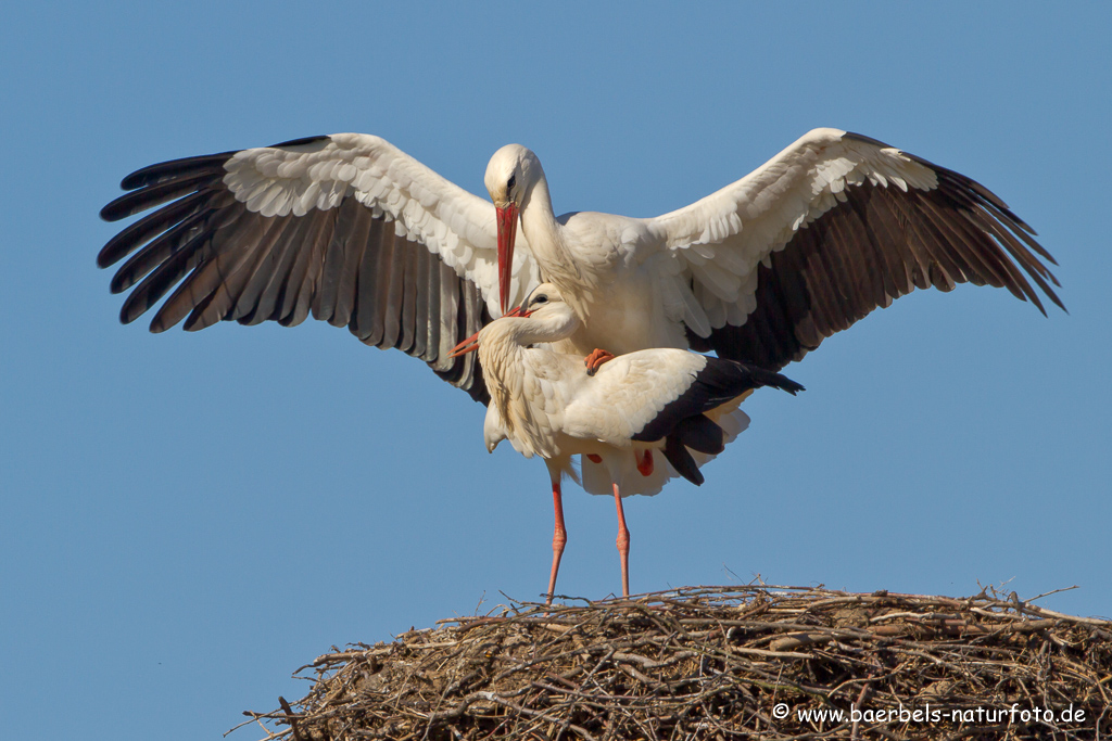 Weissstorch