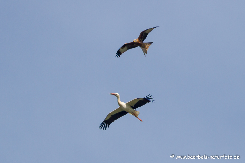 Weissstorch