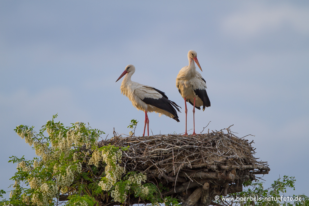 Weissstorch