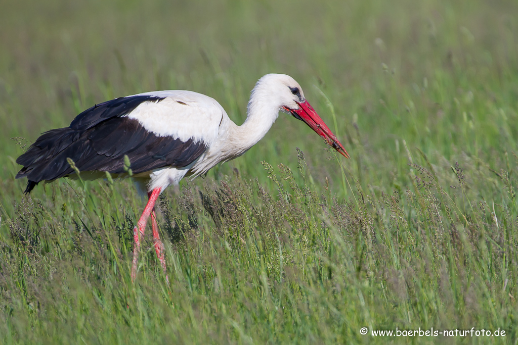 Weissstorch