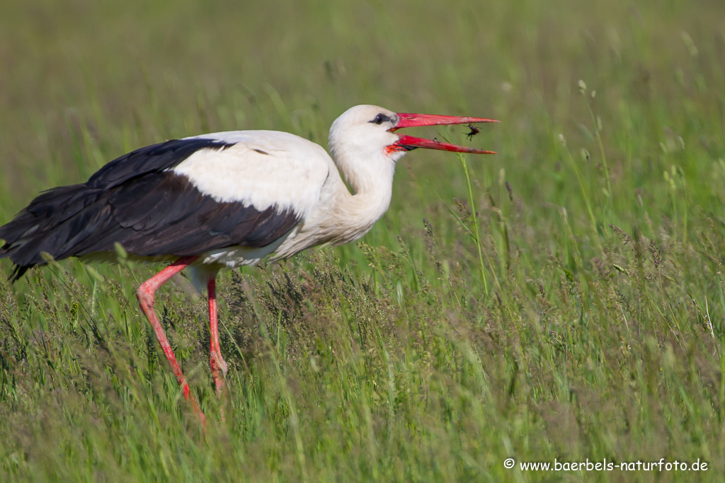 Weissstorch