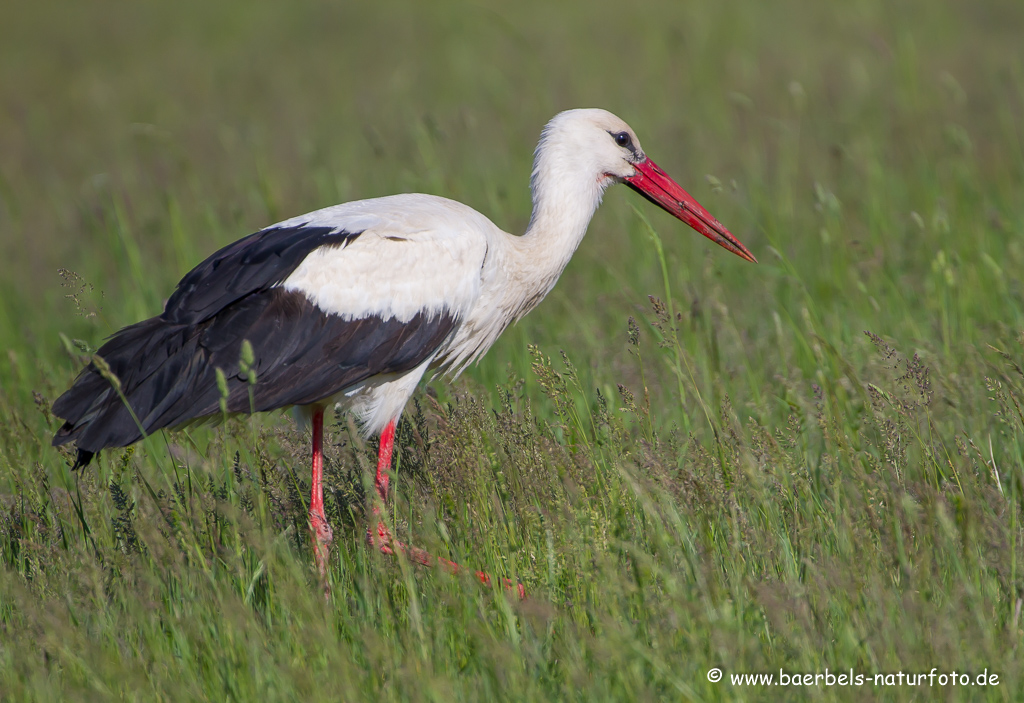 Weissstorch