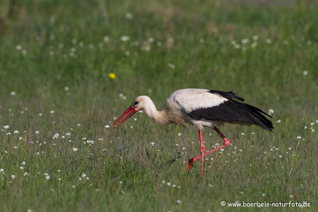 Weissstorch