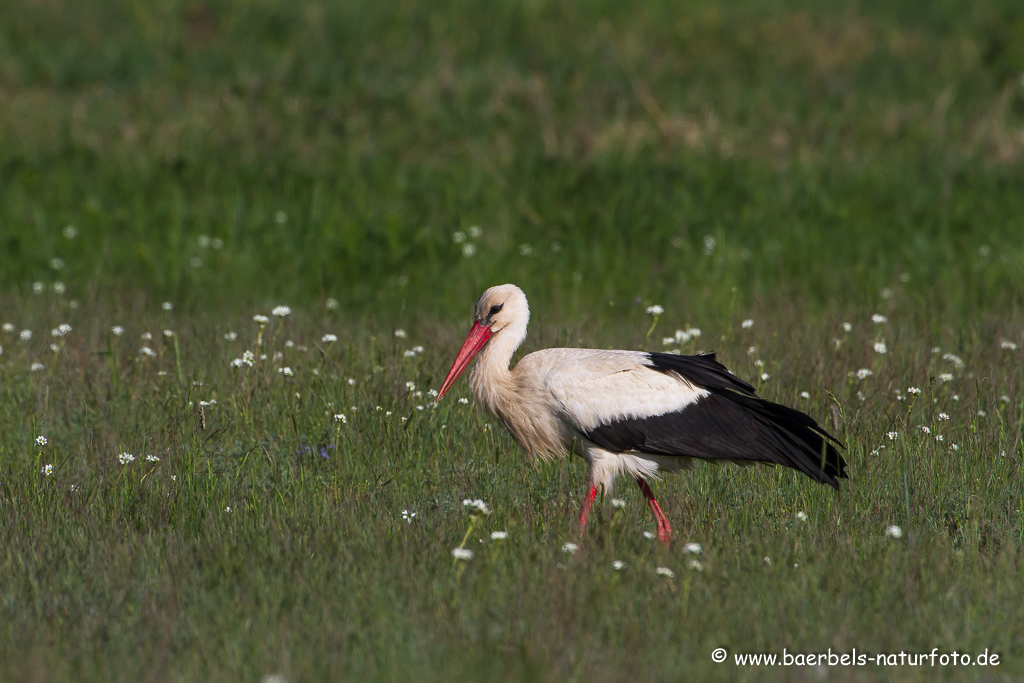 Weissstorch