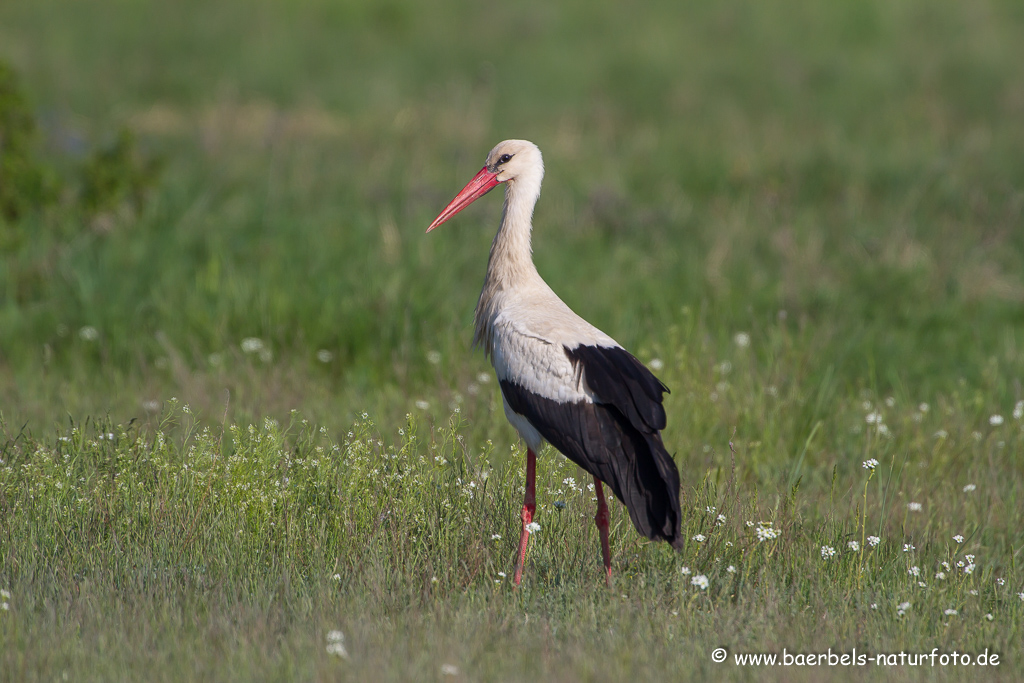 Weissstorch