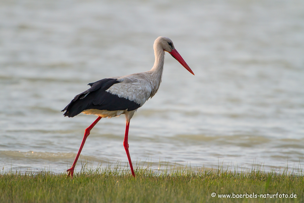 Weissstorch