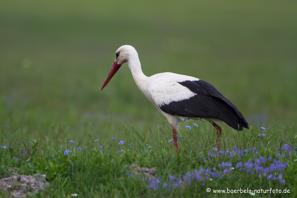 Weissstorch