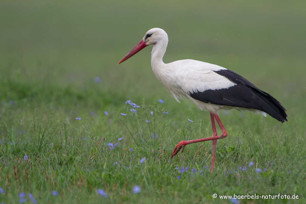 Weissstorch