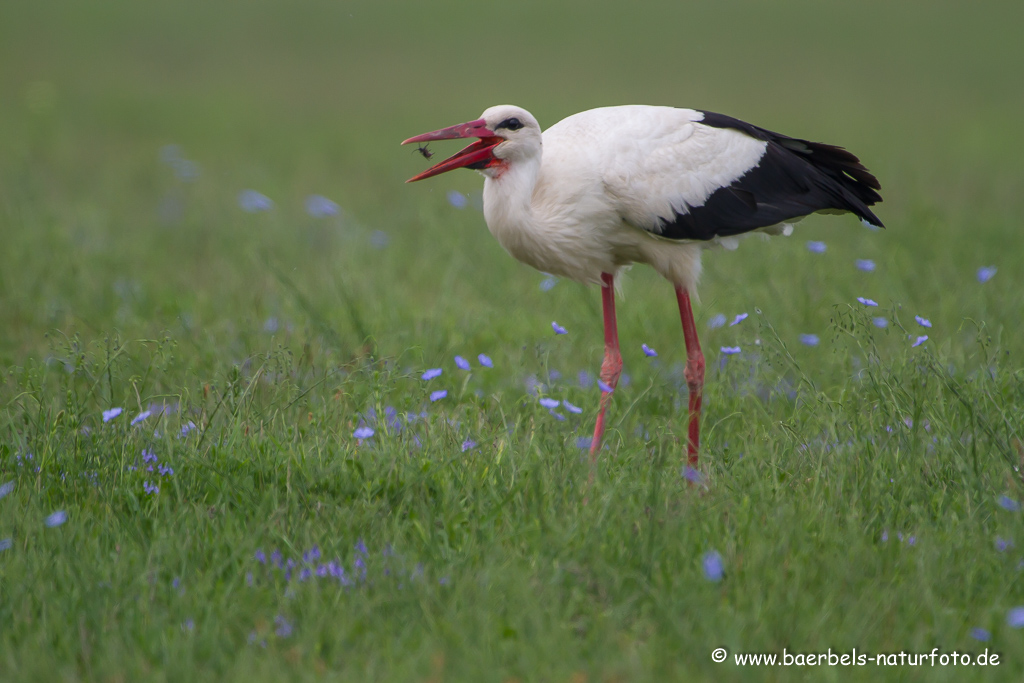 Weissstorch