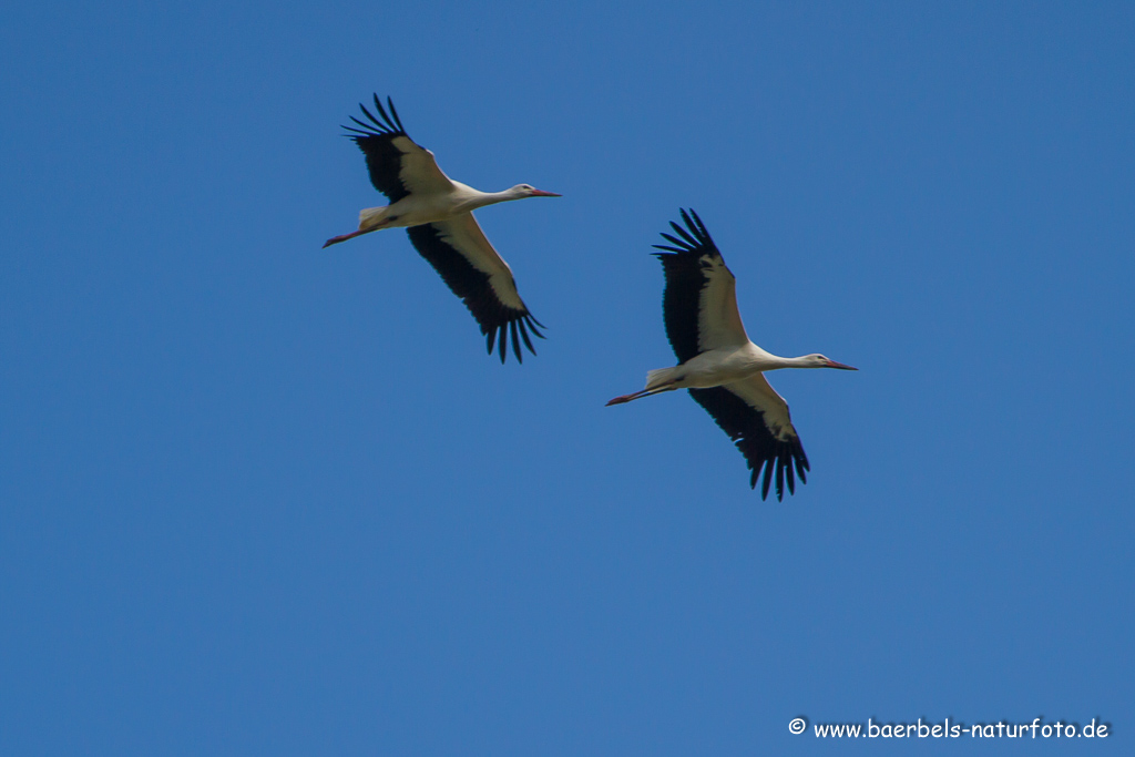 Weissstorch