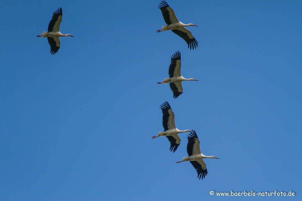 Weissstorch