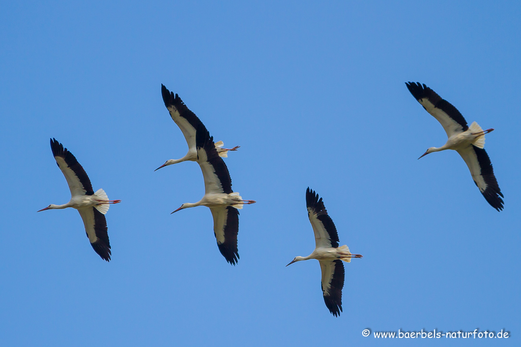 Weissstorch